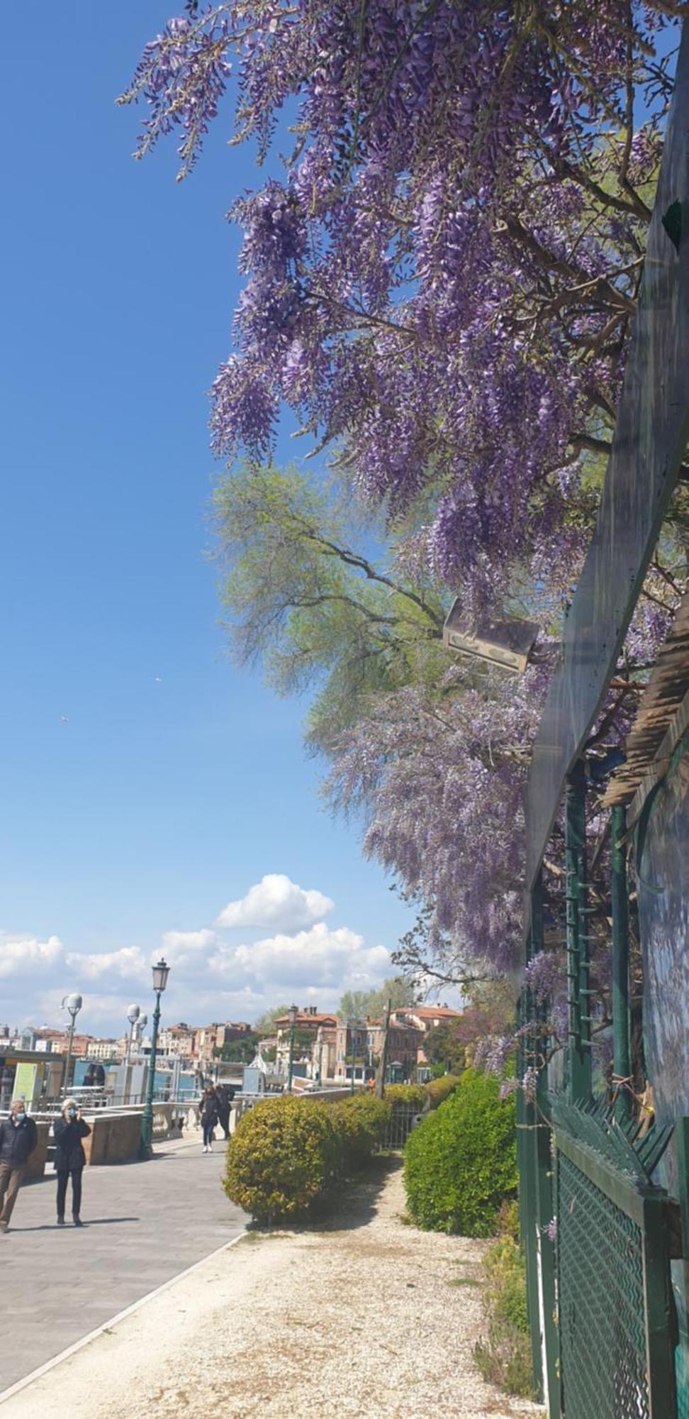 Biennale Flat In Giardini * Venise